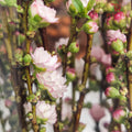 Plum Blossom 梅花 - (Per Bundle)