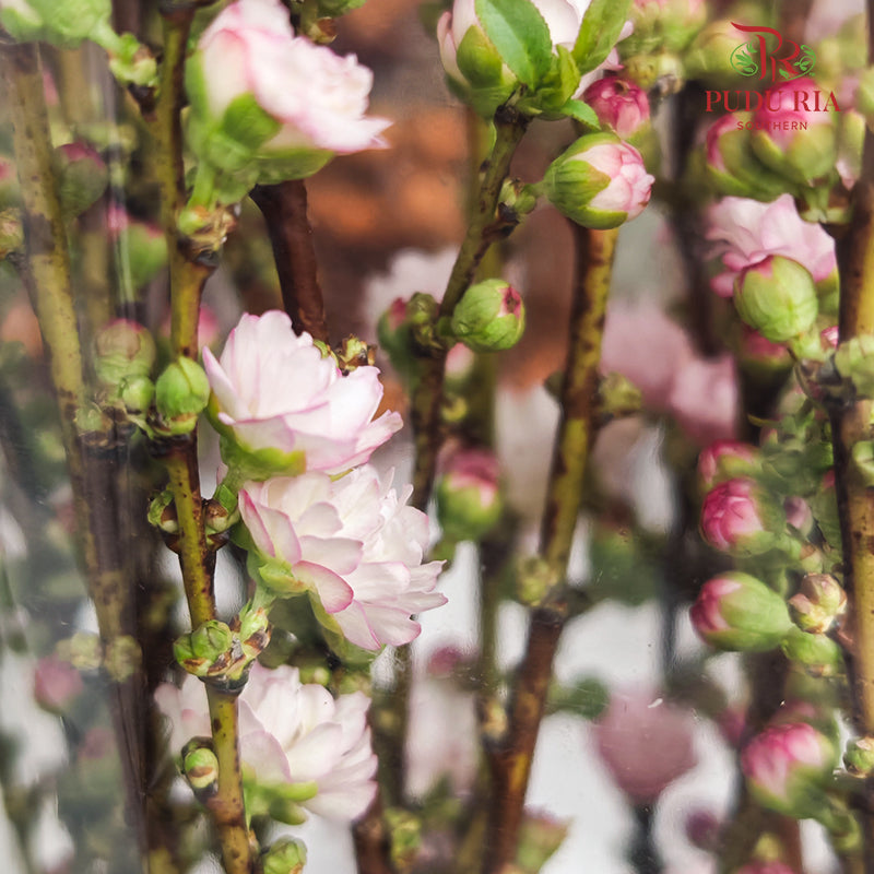 Plum Blossom 梅花 - (Per Bundle)
