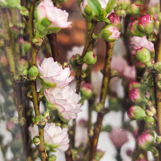 Plum Blossom 梅花 - (Per Bundle)