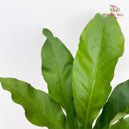 Anthurium Jungle Bush