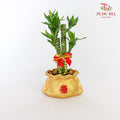 CNY Potted Plant Arrangement 2024#3