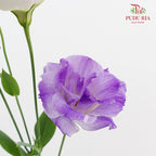 Eustoma Wave Purple - (12-15 Stems)
