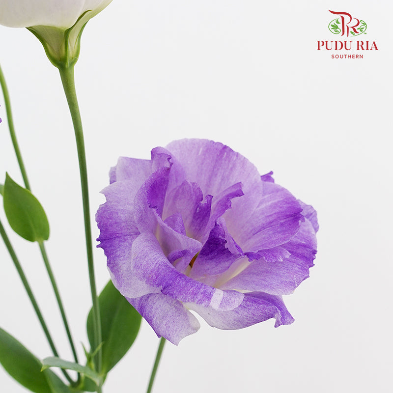 Eustoma Wave Purple - (12-15 Stems)