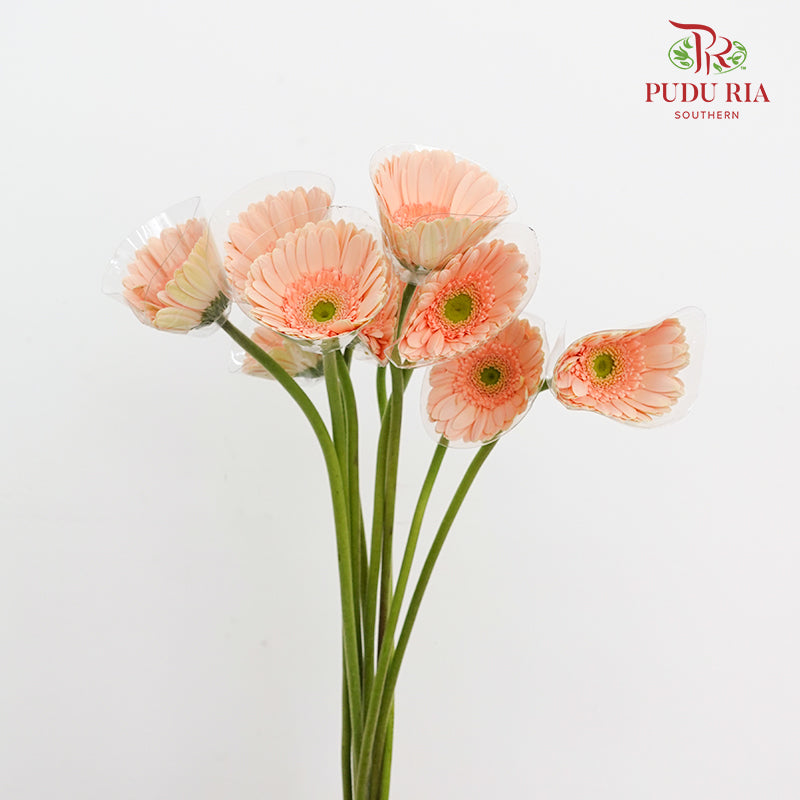 Gerbera Light Peach (8-10 Stems)