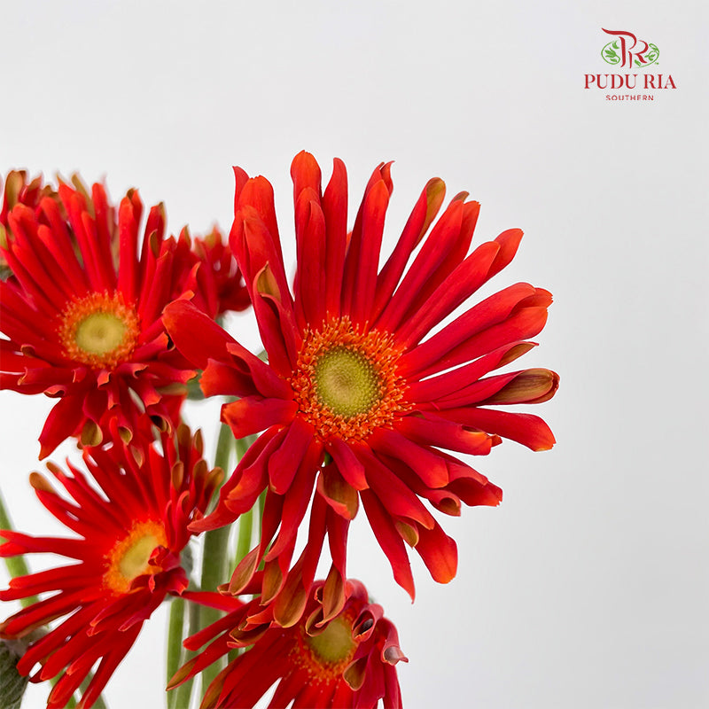 Gerbera Pasta Brenn 卷邊非洲菊 - (8-10 Stems)