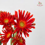 Gerbera Pasta Brenn 卷邊非洲菊 - (8-10 Stems)