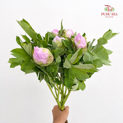 Peony Soft Purple - (5 Stems)