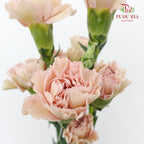Carnation St Princess Tasha 18-20 Stems - Pudu Ria Florist Southern