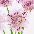 Dahlia Hybrida Prince Varian 瓦里安特王子大理花 - (5 Stems)