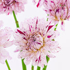 Dahlia Hybrida Prince Varian 瓦里安特王子大理花 - (5 Stems)