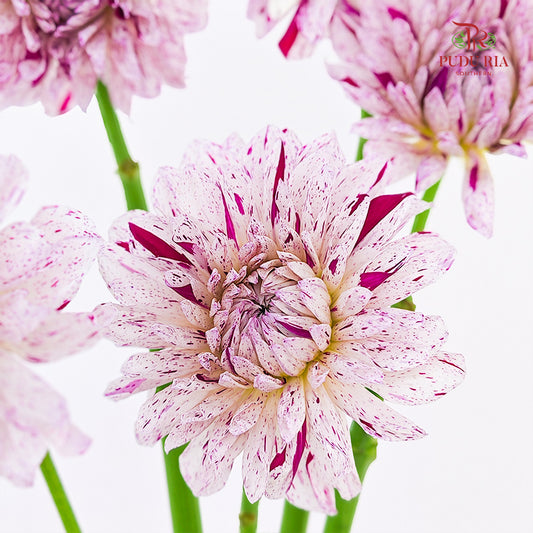 Dahlia Hybrida Prince Varian 瓦里安特王子大理花 - 5 Stems