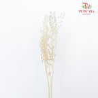 Dry Thlaspi