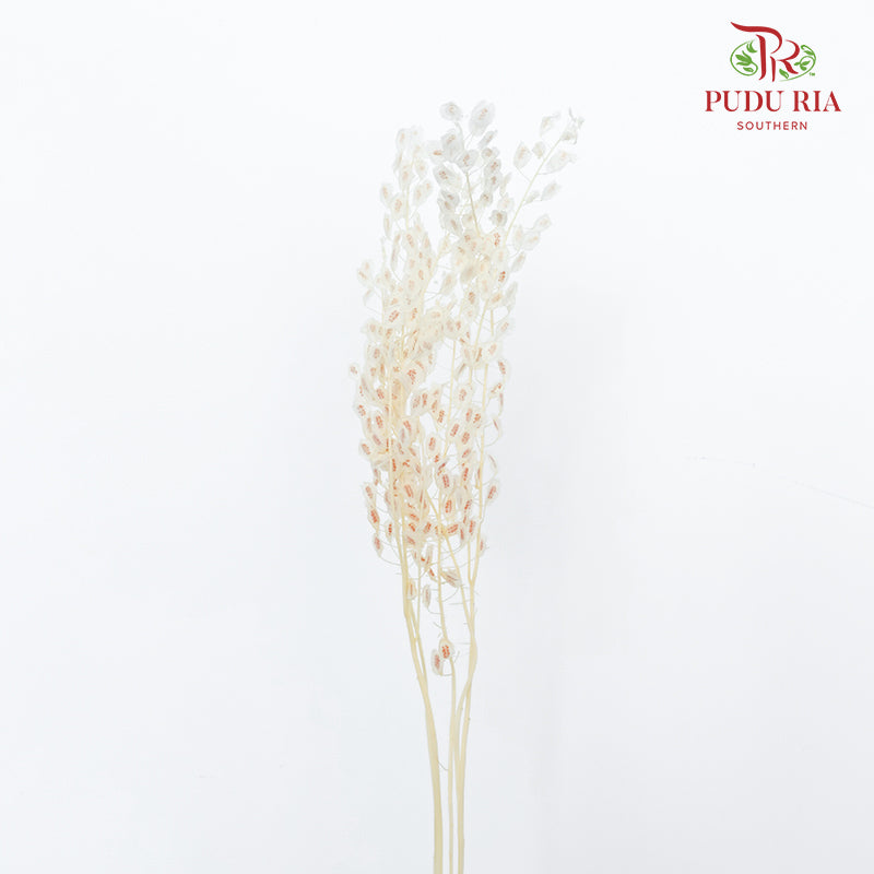 Dry Thlaspi