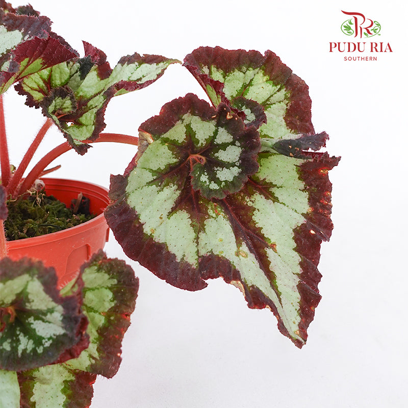 Begonia Rex #4