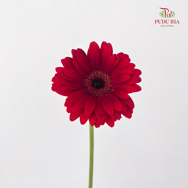 Gerbera Mini Bienvenue - (5 Stems)