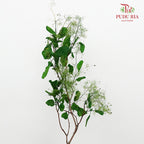 Dry Cotinus Green - Pudu Ria Florist Southern