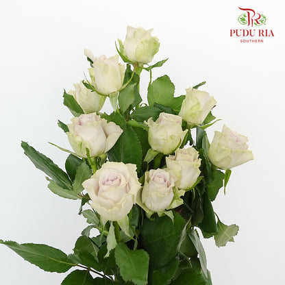 Rose Puzzle Ocean (8-10 Stems) - Pudu Ria Florist Southern