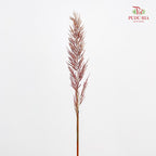 Phragmites Australis - (Per Bundle)