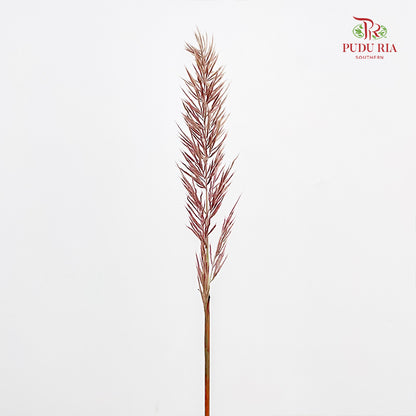 Phragmites Australis - (Per Bundle)
