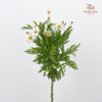 Leucanthemum White 滨菊 - (Per Bundle)