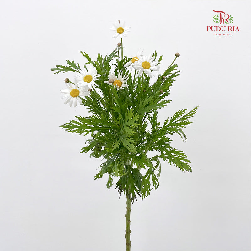 Leucanthemum White 滨菊 - (Per Bundle)