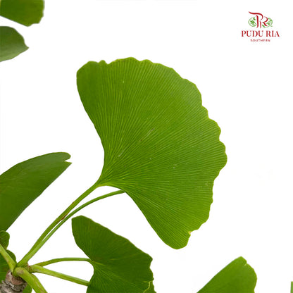 Ginkgo Biloba
