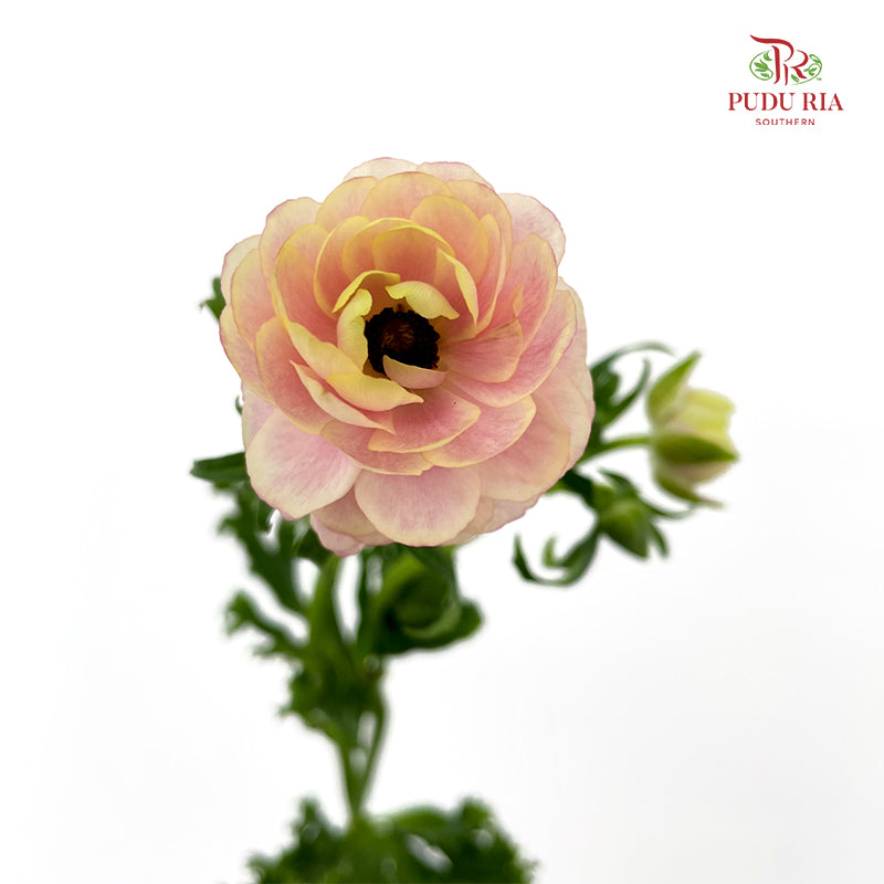 Ranunculus Butterfly Pink 蝴蝶洋牡丹 - (5 Stems)