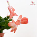 Schlumbergera P120