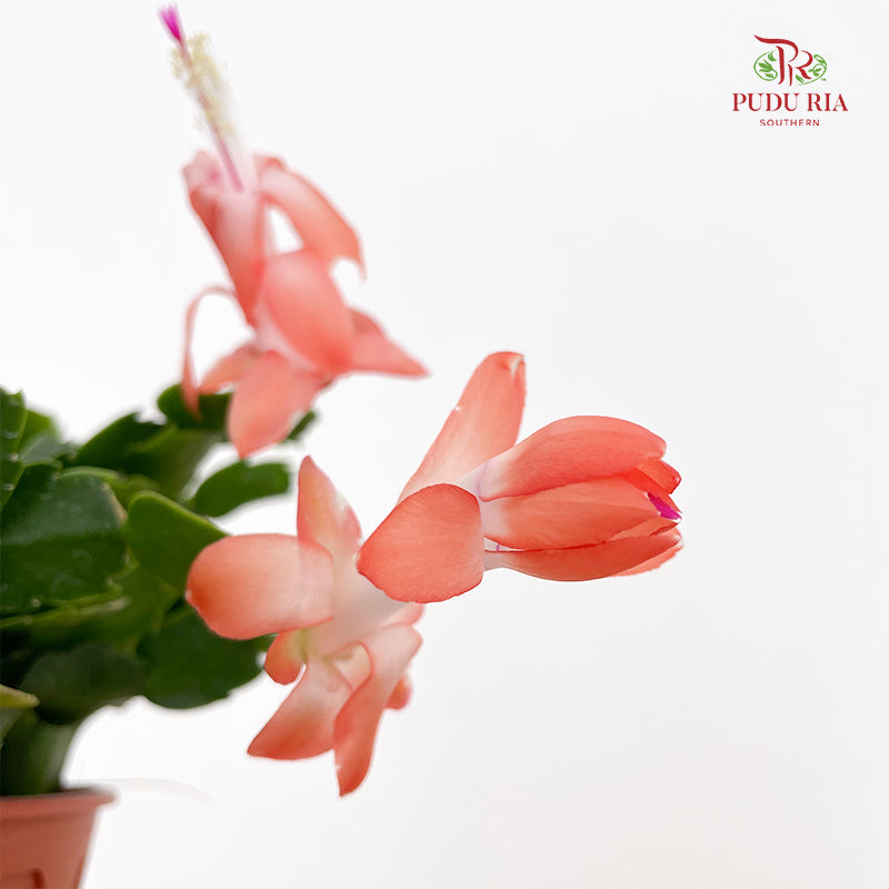 Schlumbergera P120