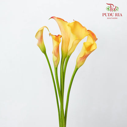Calla Lily 海芋 Orange - (5 Stems)