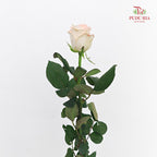 Rose Little Bunny  - (8-10 Stems)