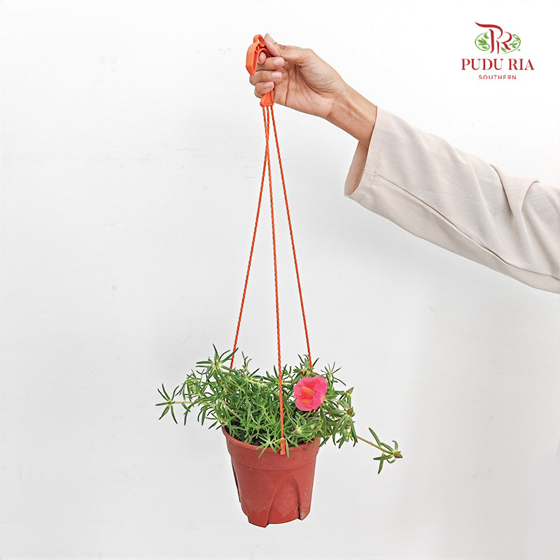 Portulaca Grandiflora (Japanese Rose)