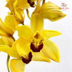 Cymbidium Orchids AAA - (Per Stem)
