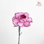 Carnation Zixia Fairy 紫霞仙子康乃馨- (18-20 Stems)