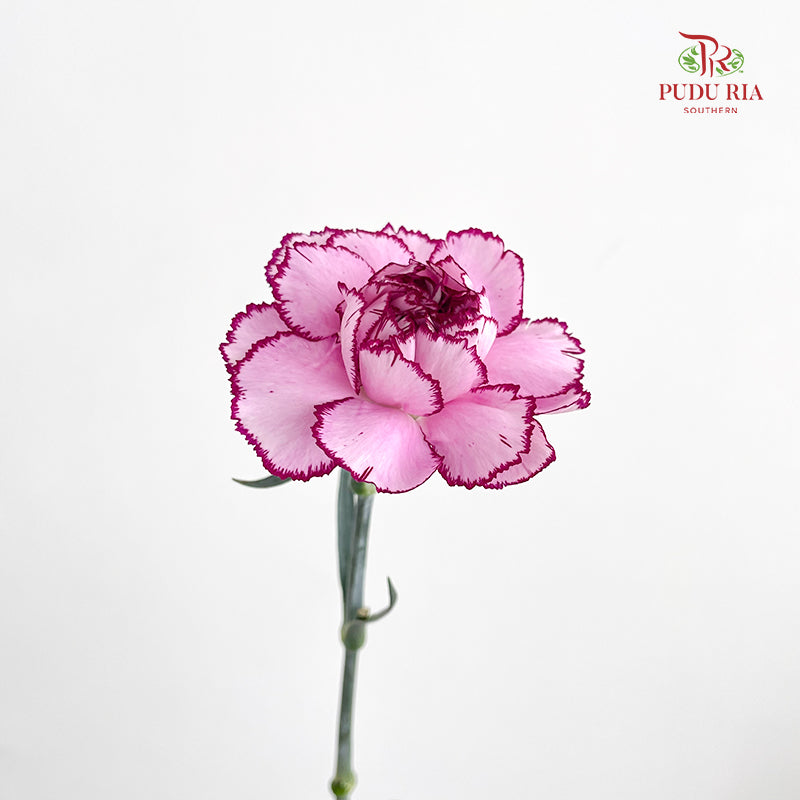Carnation Zixia Fairy 紫霞仙子康乃馨- (18-20 Stems)