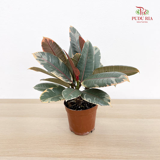 Ficus Elastica Ruby 3 Stems