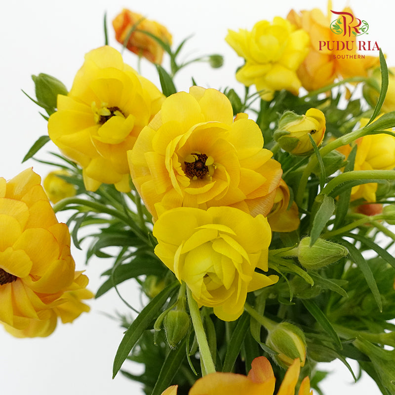 Ranunculus Butterfly Orange (8 - 10 Stems) - Pudu Ria Florist Southern