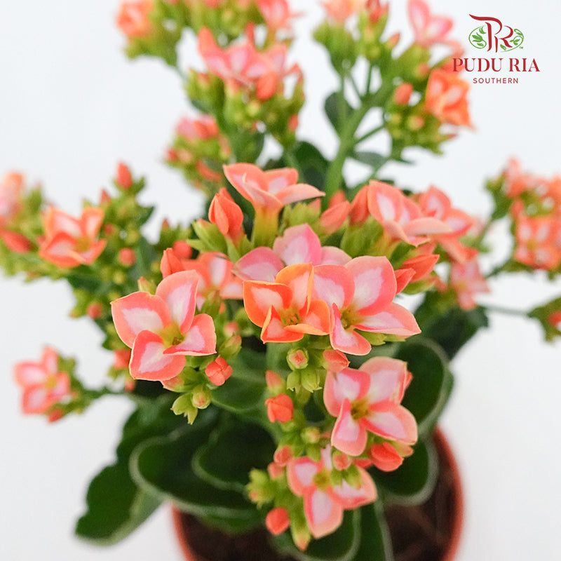 Kalanchoe 万紫千红