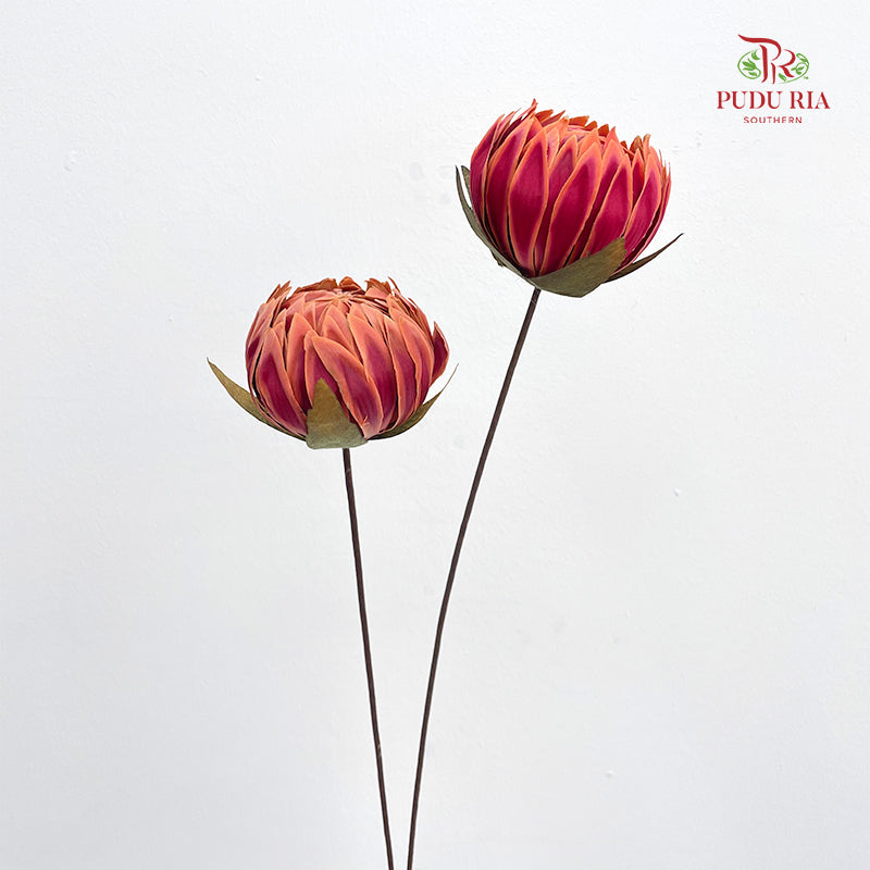 Dry Protea - 2 Stems