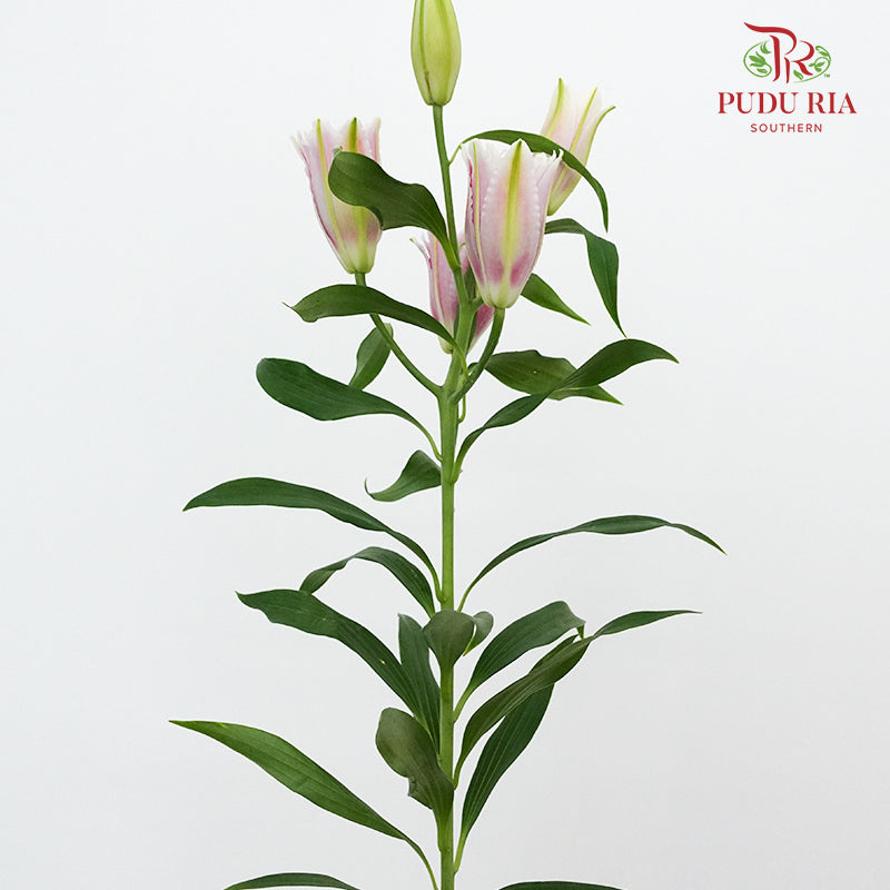 Rose Lily Pink (5 Stems) - Pudu Ria Florist Southern