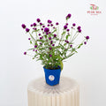 Gomphrena