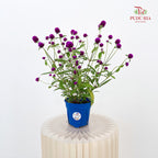 Gomphrena
