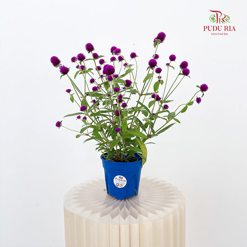 Gomphrena