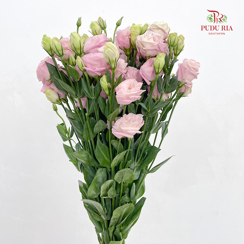 Eustoma Light Pink (12-15 Stems)