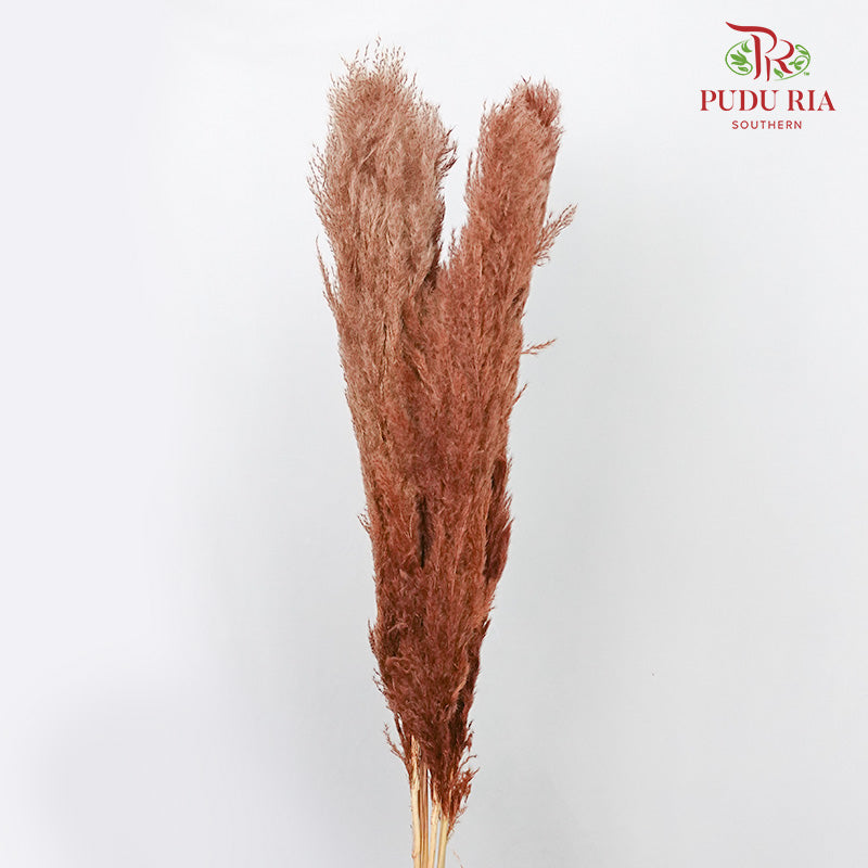 Dry Pampas Natural Brown - Pudu Ria Florist Southern