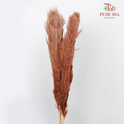 Dry Pampas Natural Brown - Pudu Ria Florist Southern