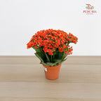 Kalanchoe Mixed (M)