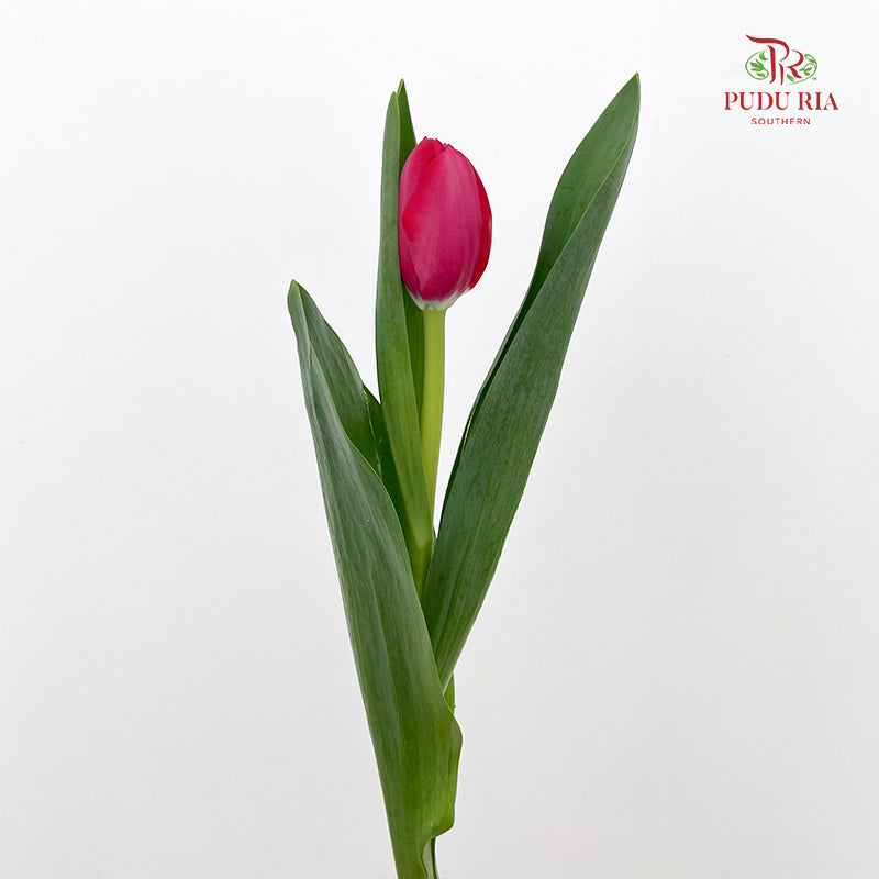 Tulip Red 郁金香 - (8-10 Stems)