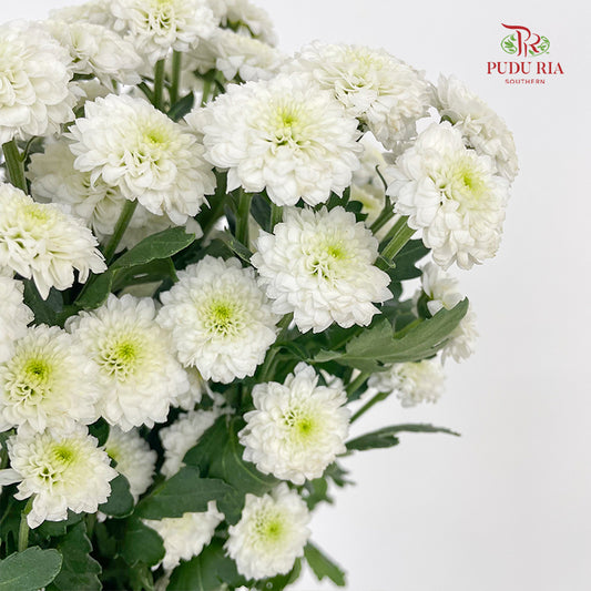 Chrysanthemum Calimero Pompom Miller White - (10-12 Stems)