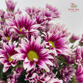 Chrysanthemum Pompom Daisy Purple/White 2 - (10-12 Stems)